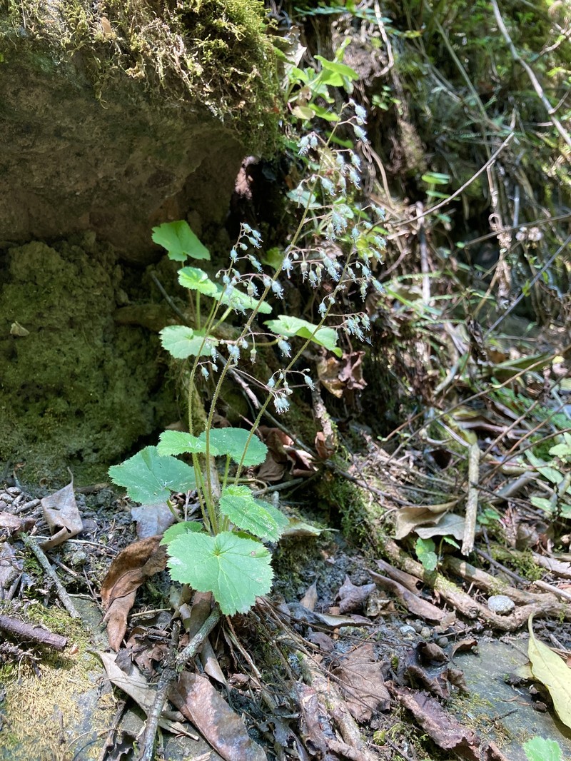 Heuchera longipetala var. orizabensis photo 4