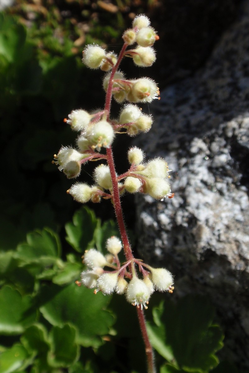 Merriam's Alumroot