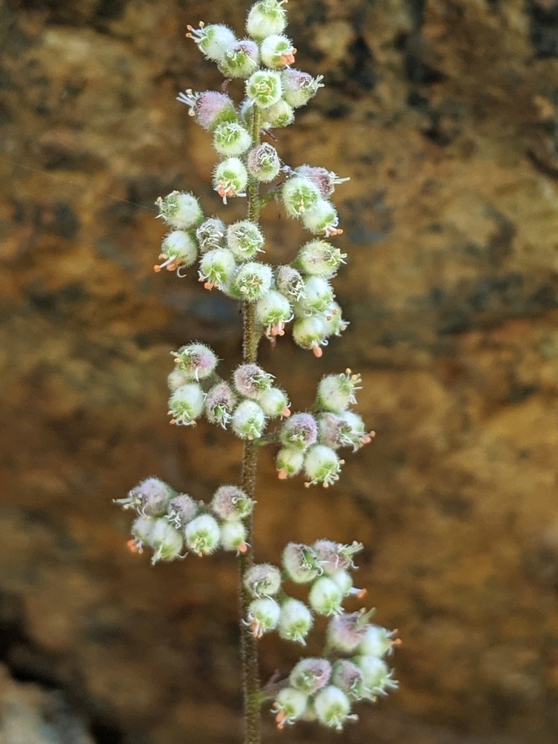 Merriam's Alumroot