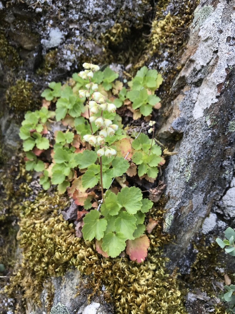 Merriam's Alumroot photo 2