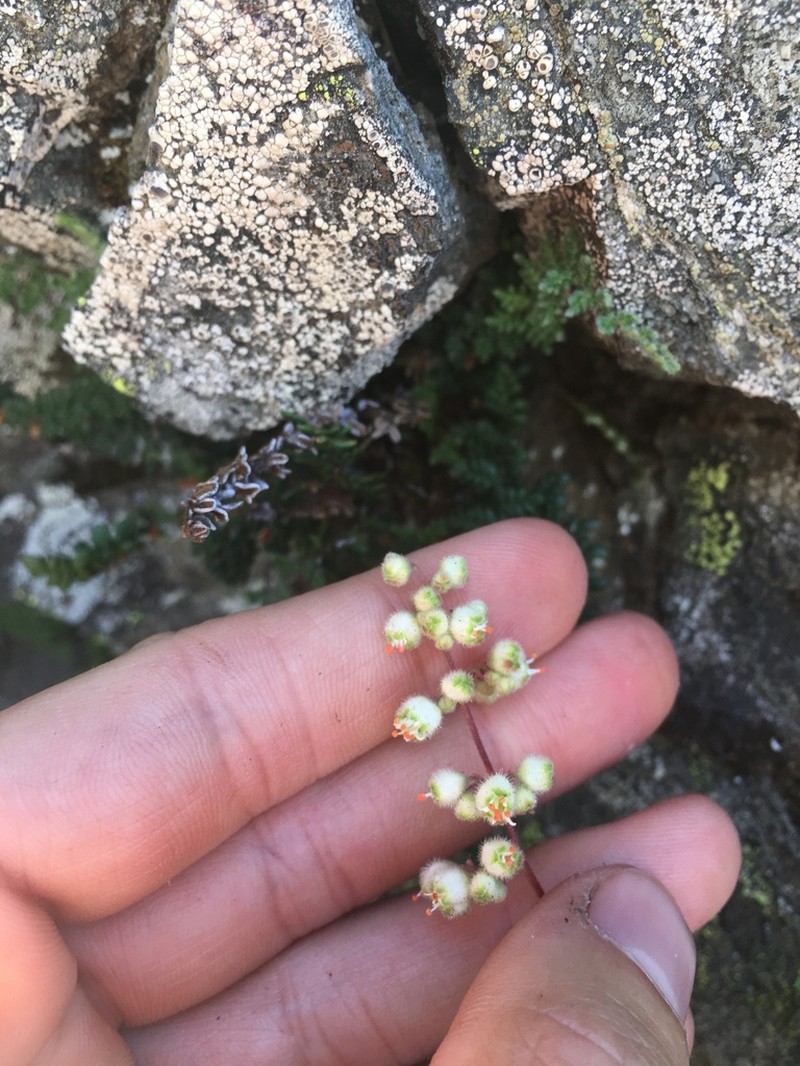 Merriam's Alumroot photo 3