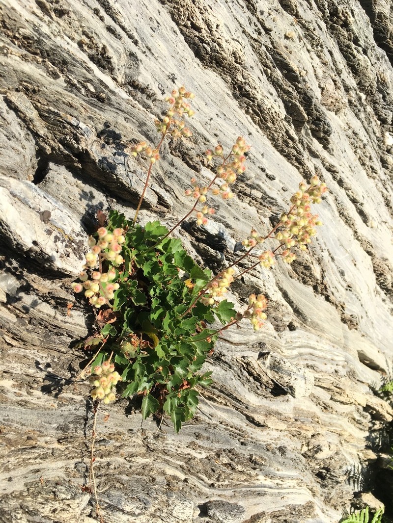 Merriam's Alumroot photo 4