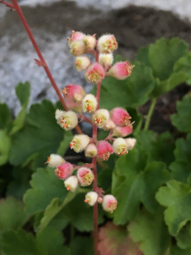 Merriam's Alumroot photo 5