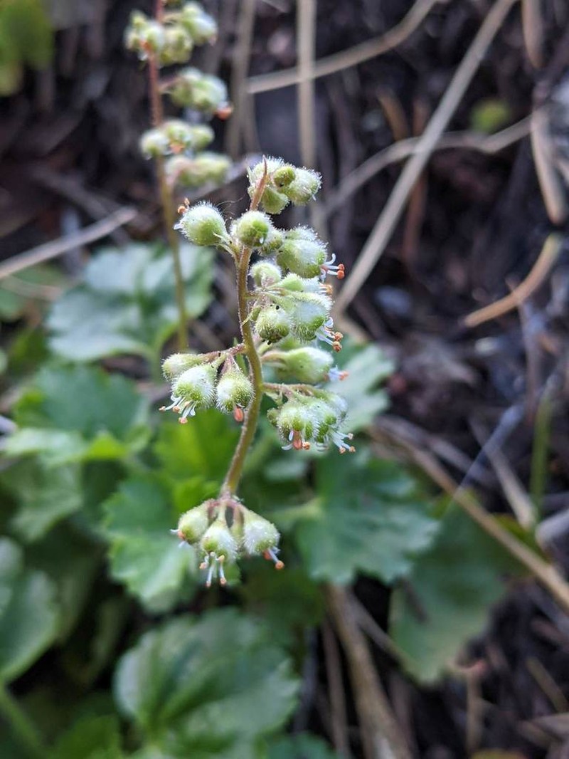 Merriam's Alumroot photo 6