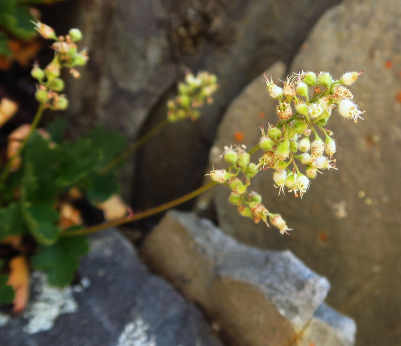 Merriam's Alumroot photo 7