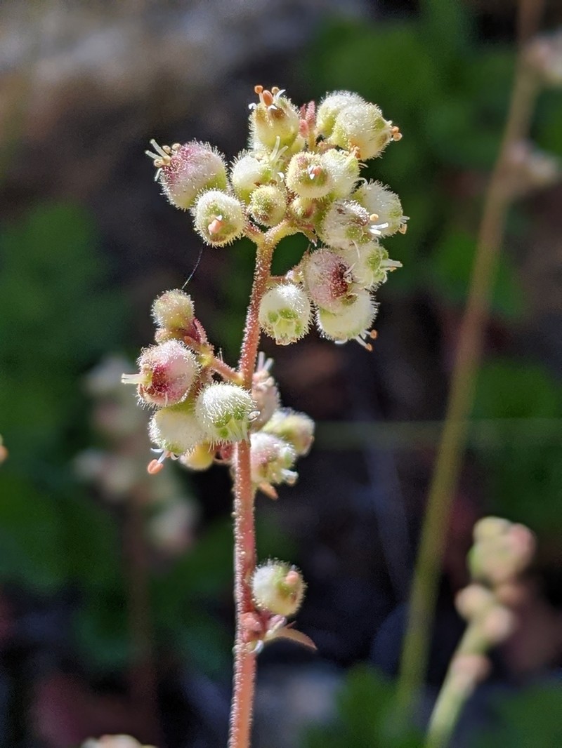 Merriam's Alumroot photo 8