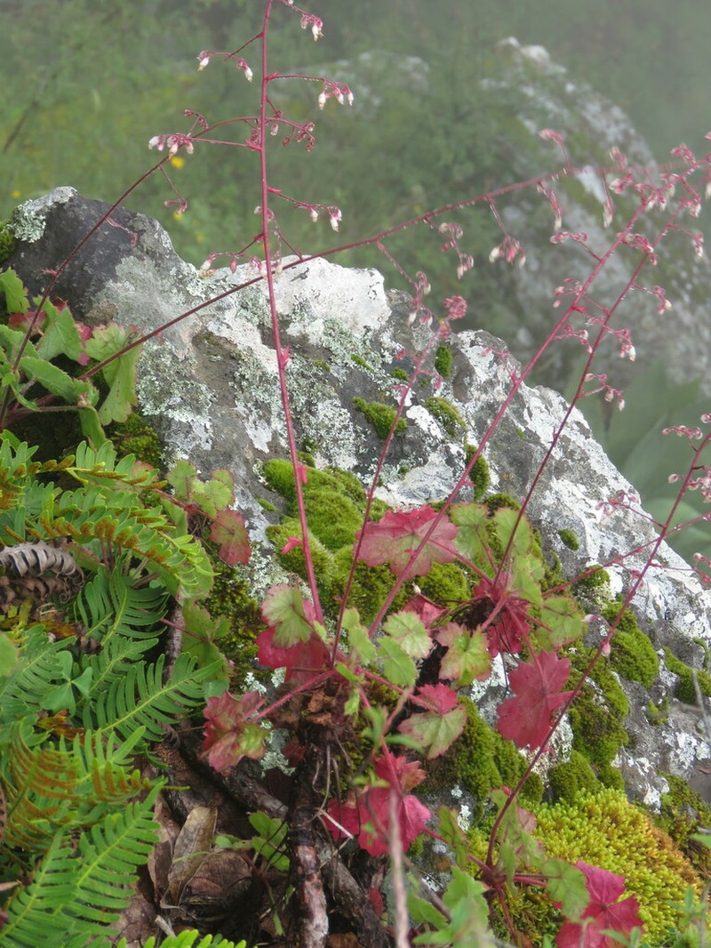 Heuchera mexicana