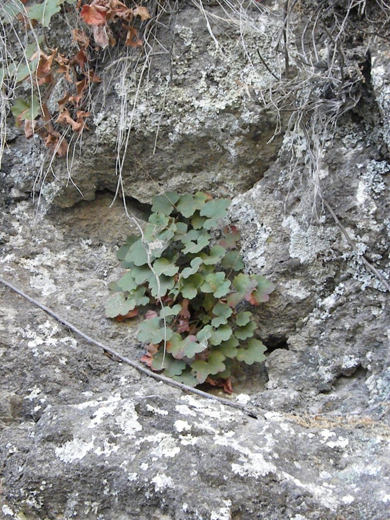 Heuchera mexicana photo 2