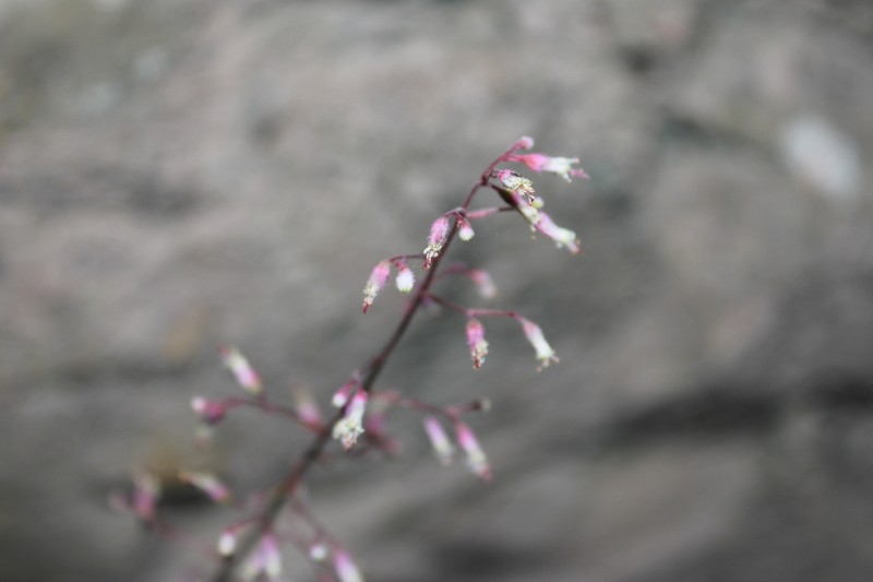 Heuchera mexicana photo 3