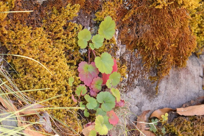 Heuchera mexicana photo 4