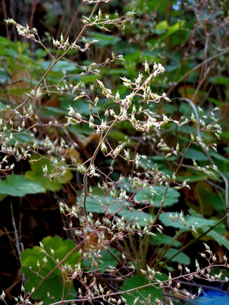 Heuchera mexicana photo 5
