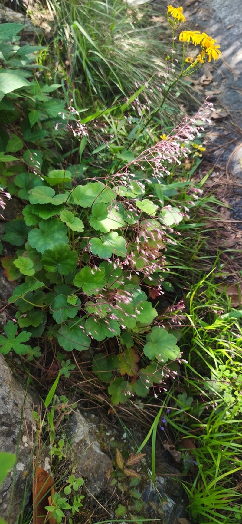 Heuchera mexicana photo 6
