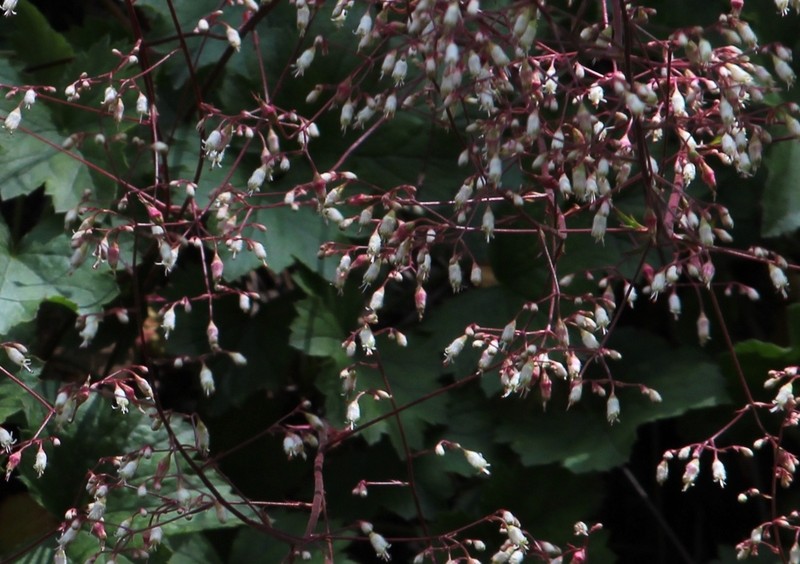 Heuchera mexicana photo 7