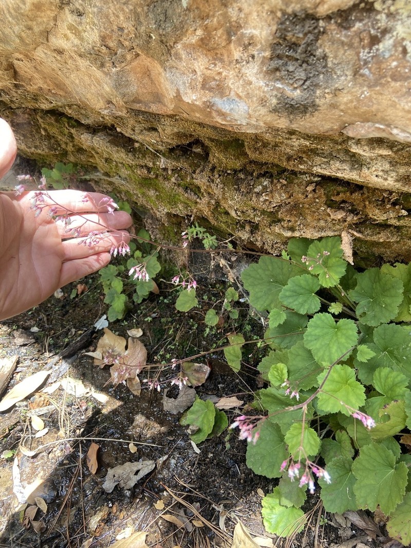 Heuchera mexicana photo 8