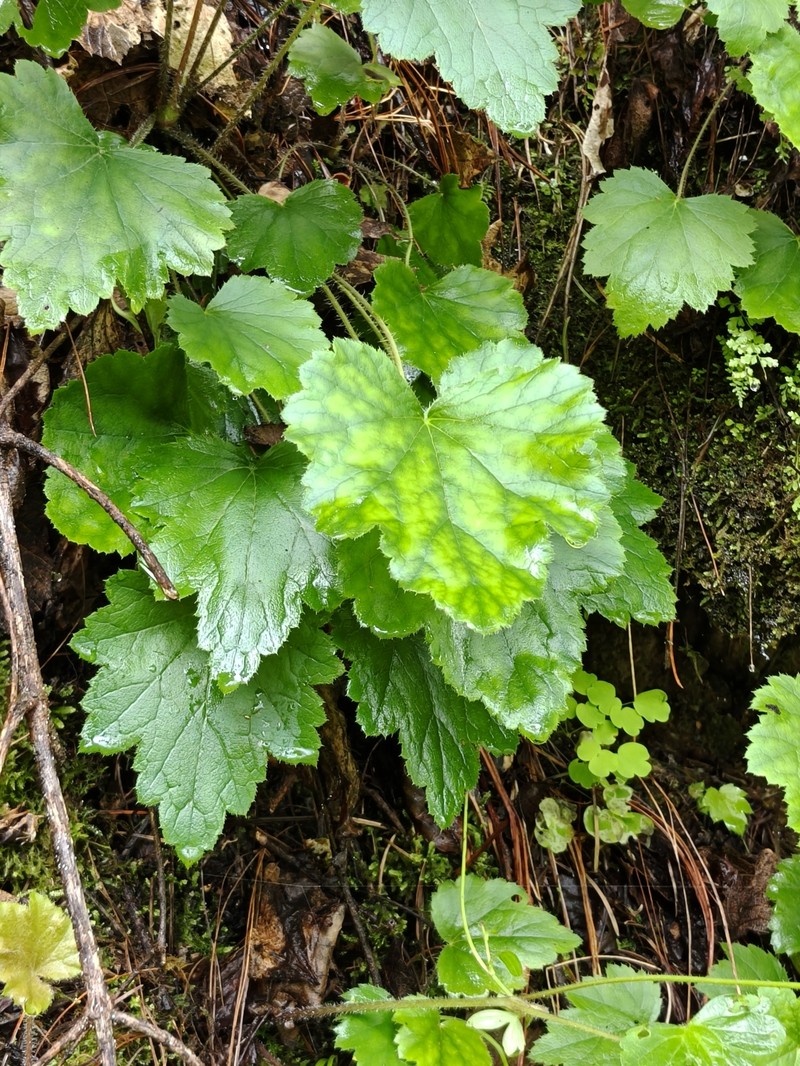 Heuchera mexicana var. mexicana