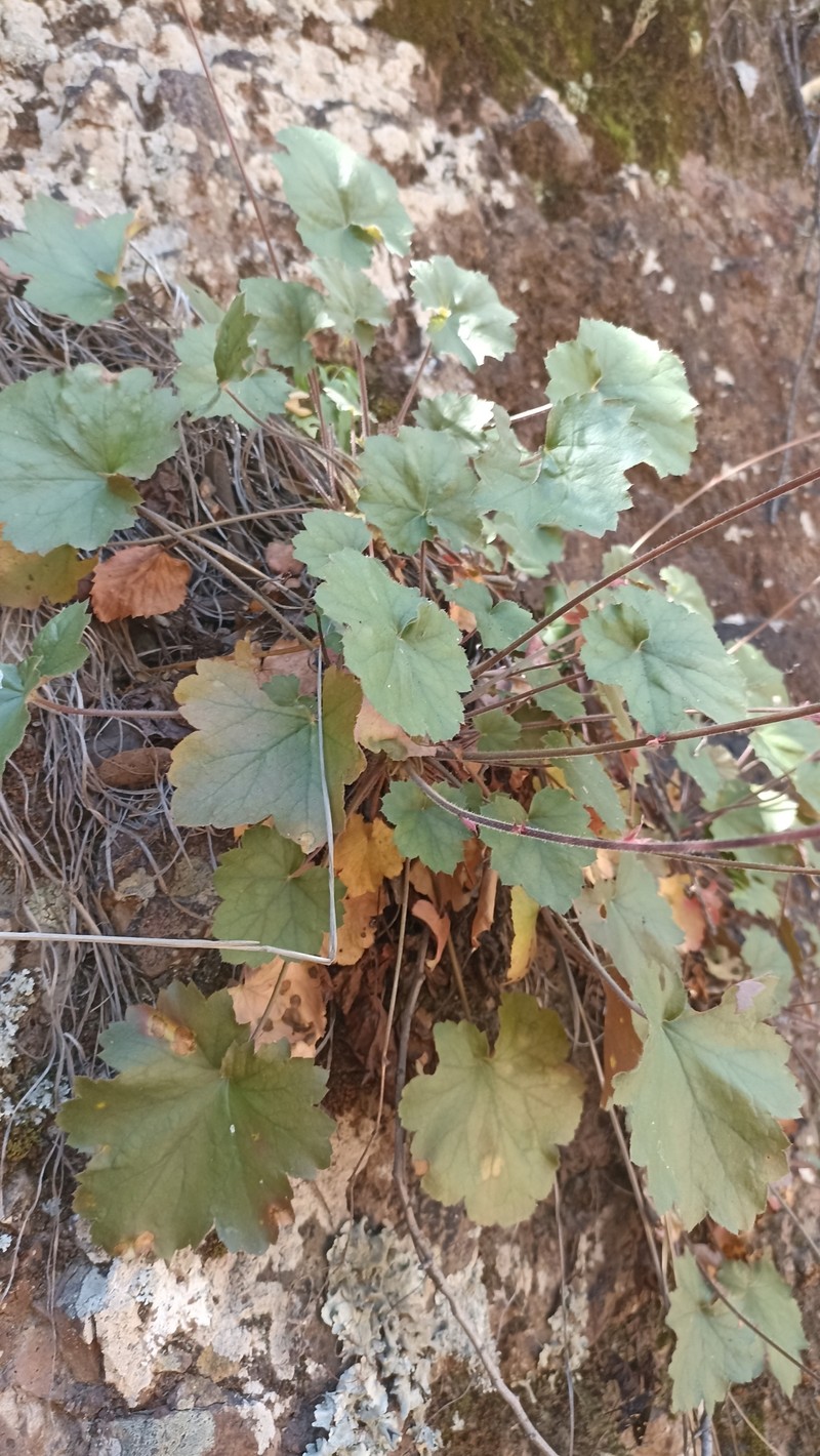 Heuchera mexicana var. mexicana photo 4
