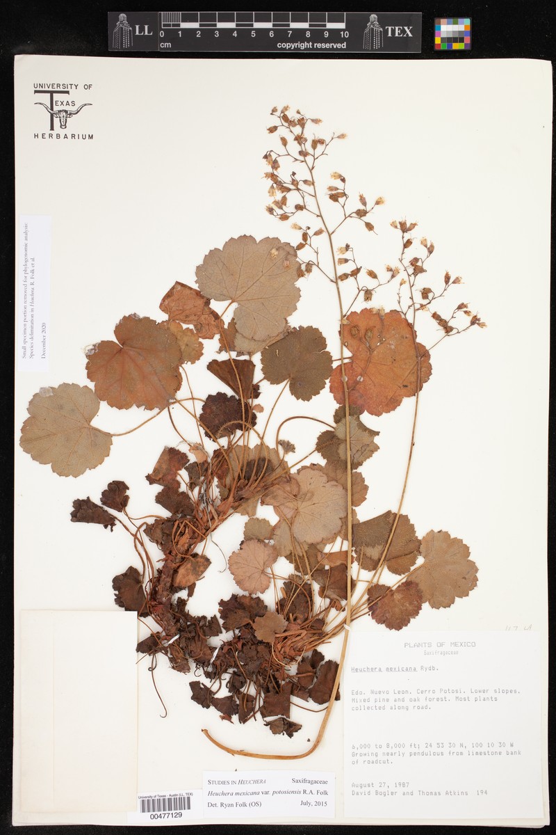 Heuchera mexicana var. potosiensis