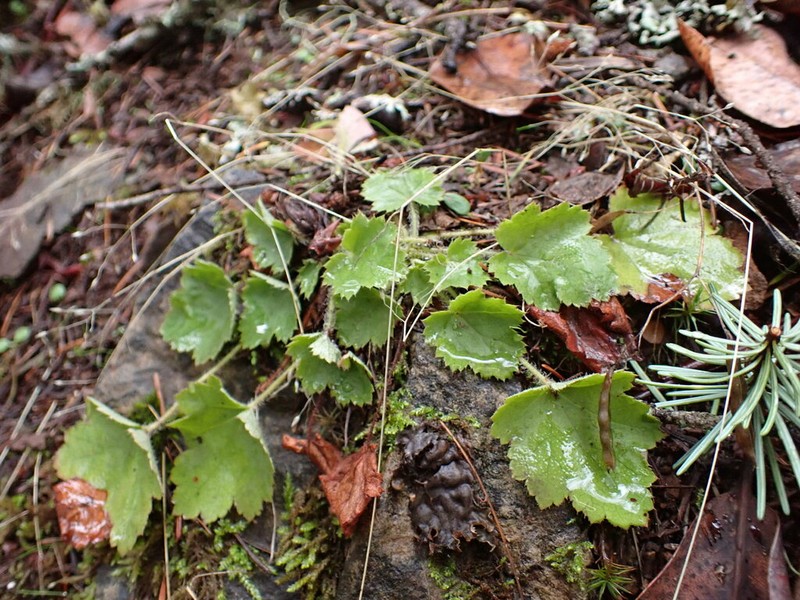 Crevice Alumroot