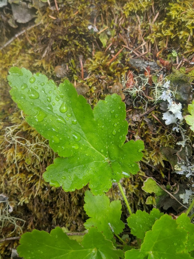 Crevice Alumroot photo 2