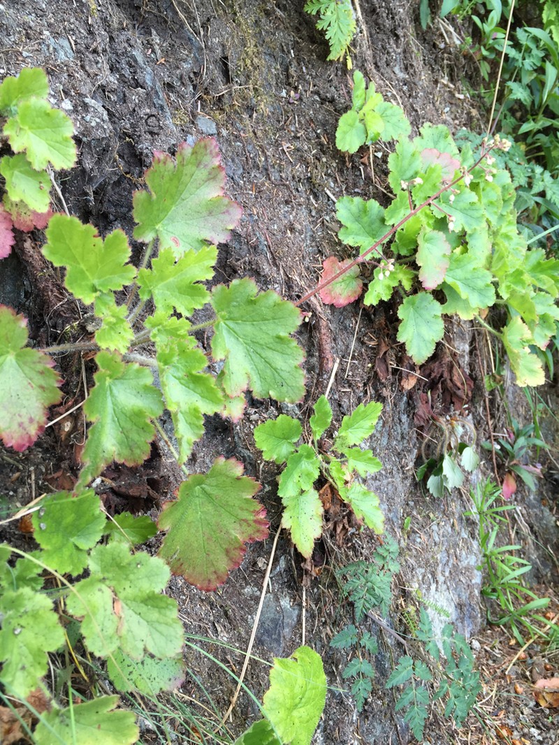 Crevice Alumroot photo 3