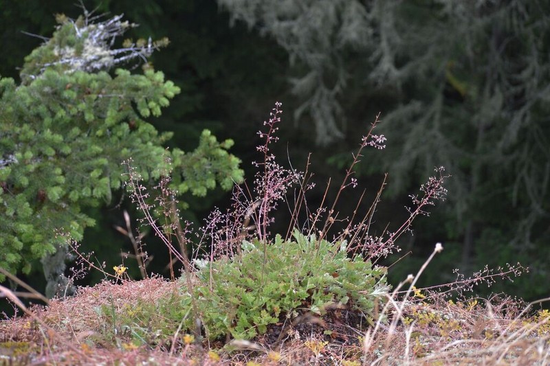 Crevice Alumroot photo 4