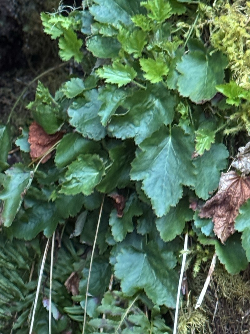 Crevice Alumroot photo 5