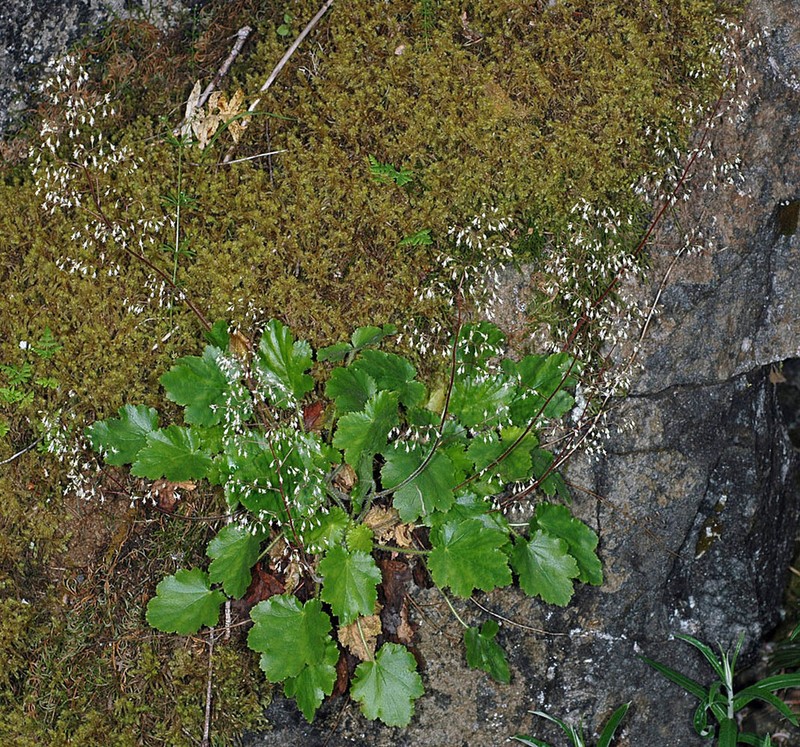 Crevice Alumroot photo 6