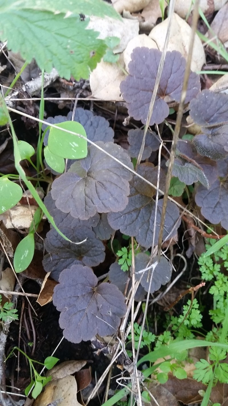 Crevice Alumroot photo 7