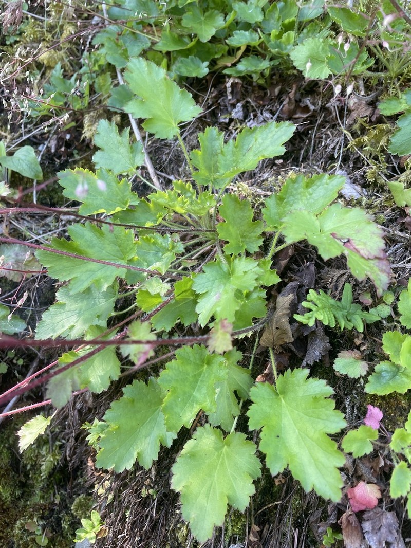 Crevice Alumroot photo 8