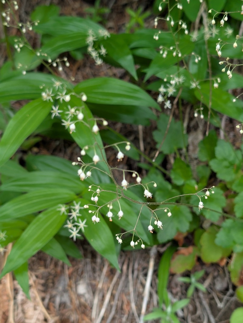 Heuchera micrantha var. diversifolia