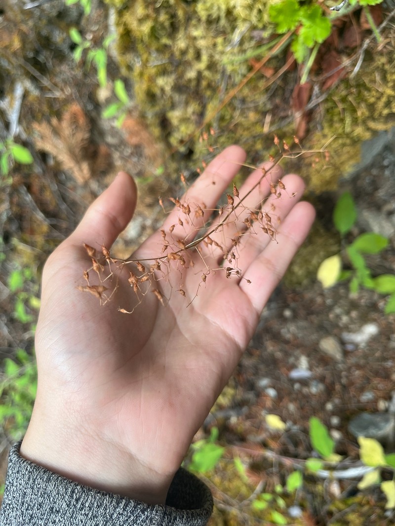Heuchera micrantha var. diversifolia photo 2