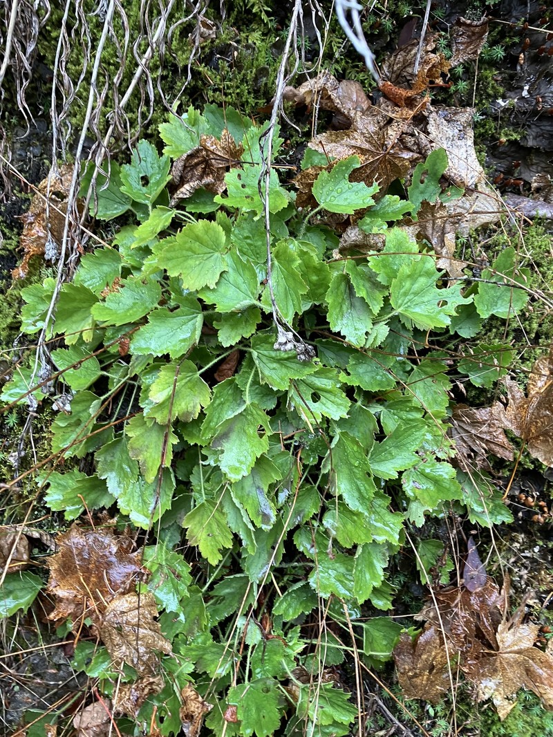 Heuchera micrantha var. diversifolia photo 3