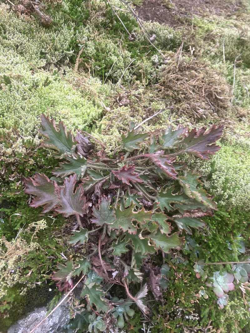 Heuchera micrantha var. diversifolia photo 4