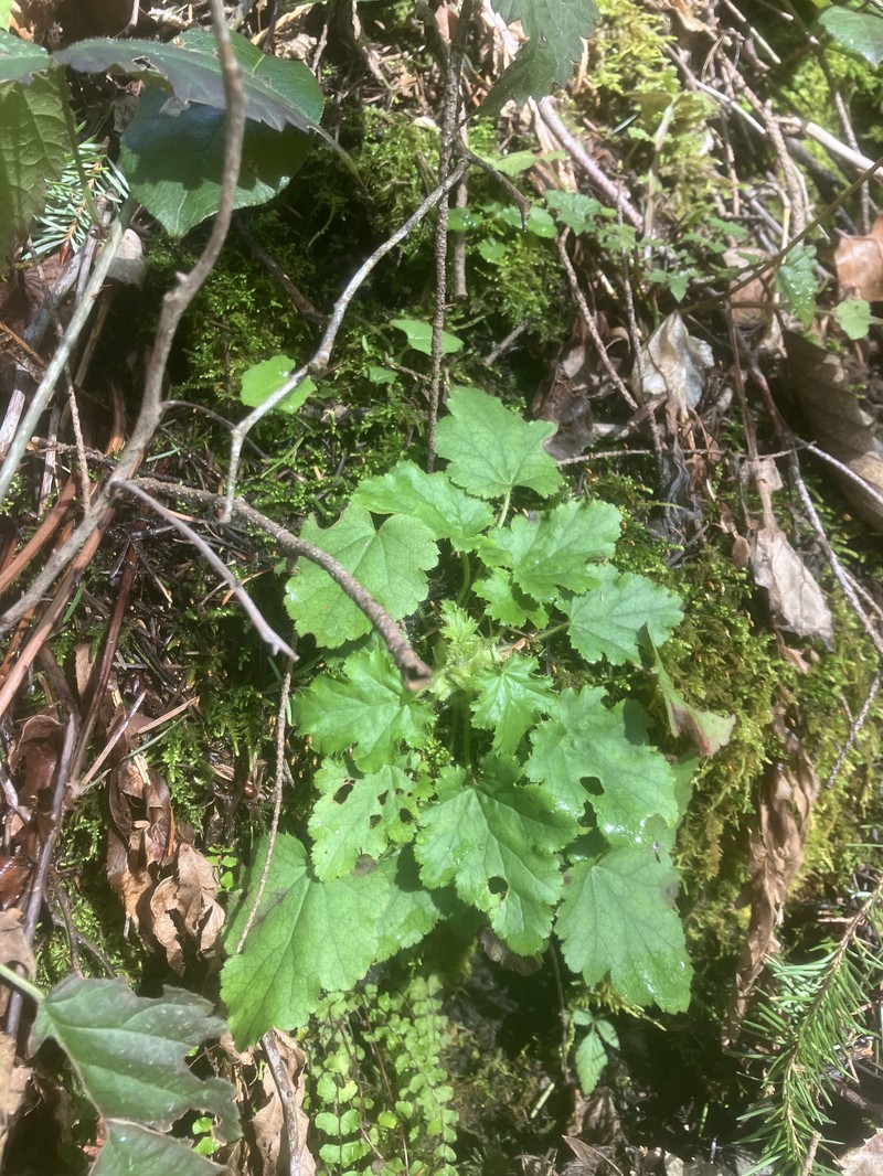 Heuchera micrantha var. diversifolia photo 5