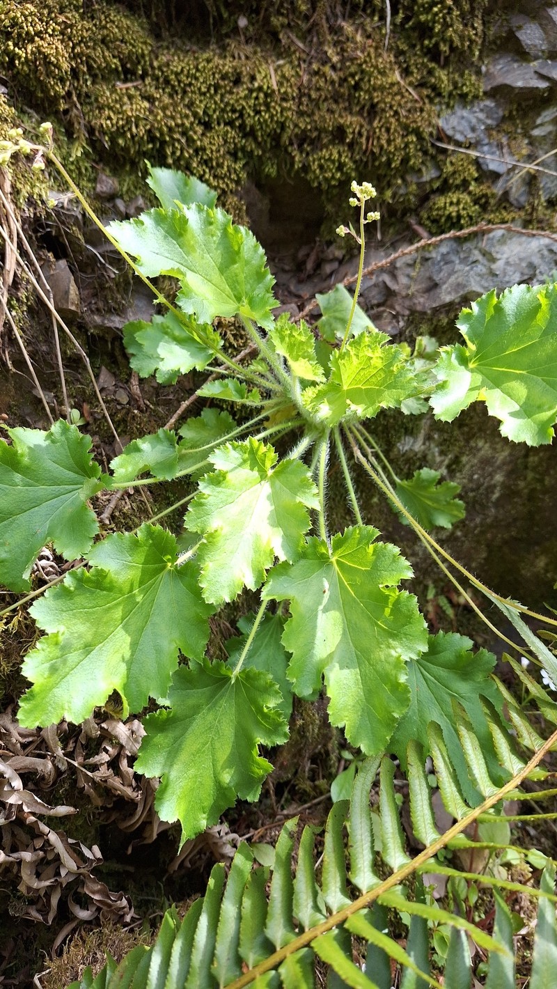 Heuchera micrantha var. diversifolia photo 6