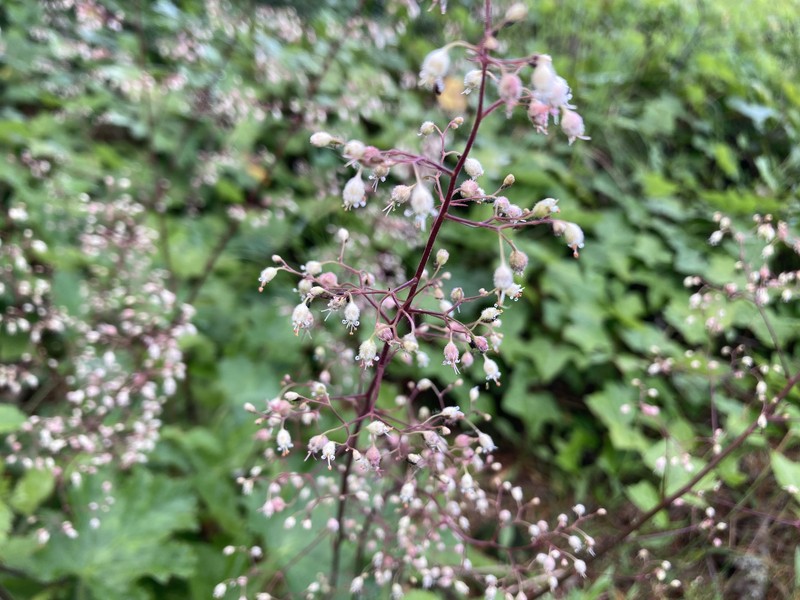 Heuchera micrantha var. diversifolia photo 7