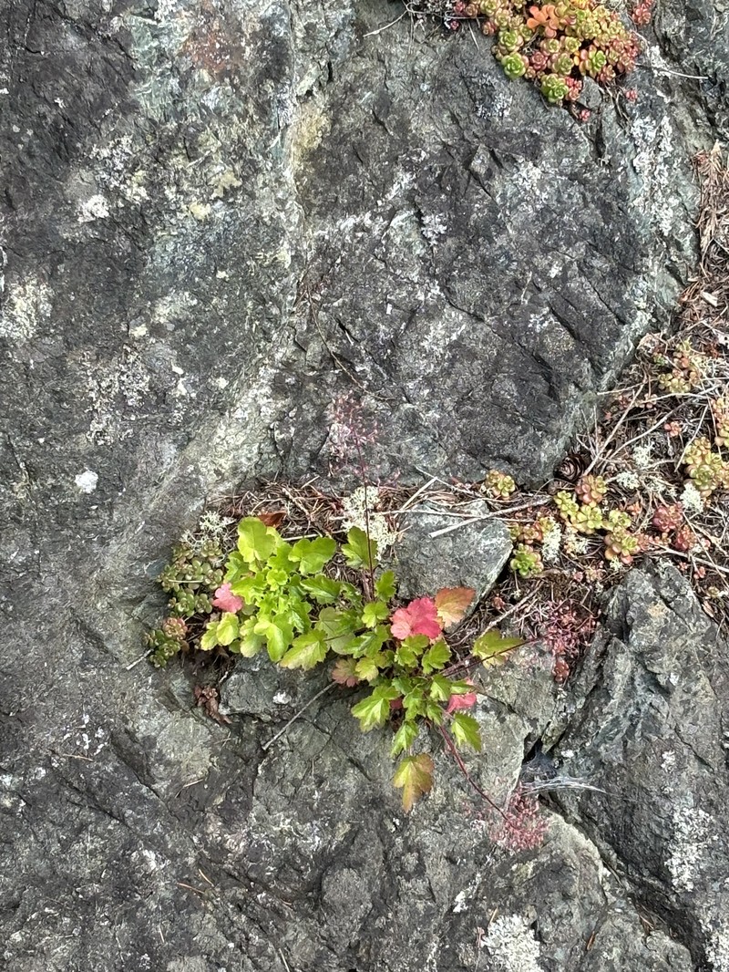 Heuchera micrantha var. diversifolia photo 8