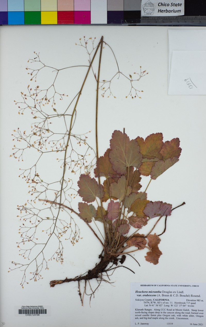 Heuchera micrantha var. erubescens