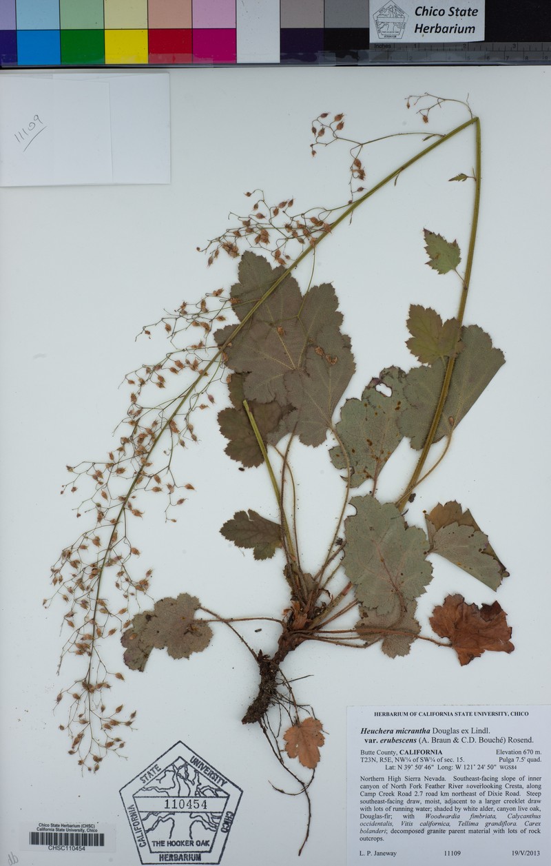 Heuchera micrantha var. erubescens photo 2