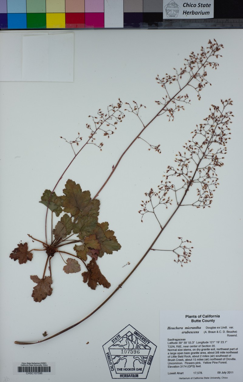 Heuchera micrantha var. erubescens photo 3