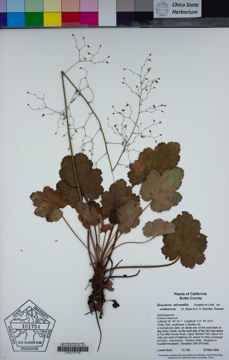 Heuchera micrantha var. erubescens photo 4