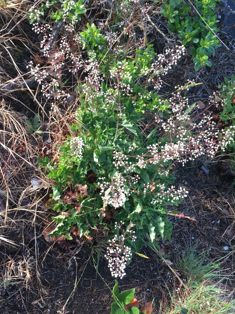 Heuchera micrantha var. hartwegii