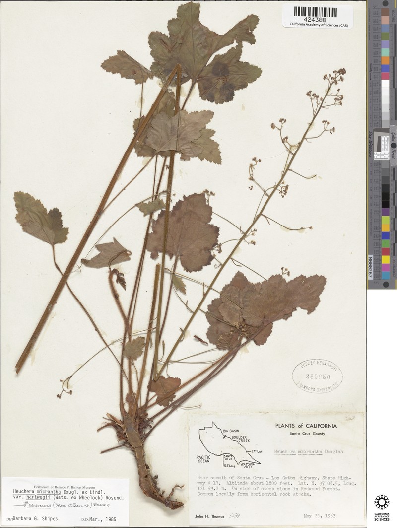 Heuchera micrantha var. hartwegii photo 2