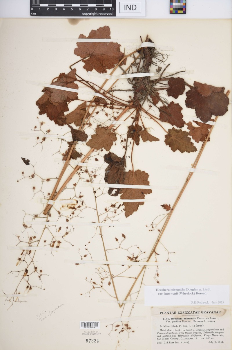 Heuchera micrantha var. hartwegii photo 3