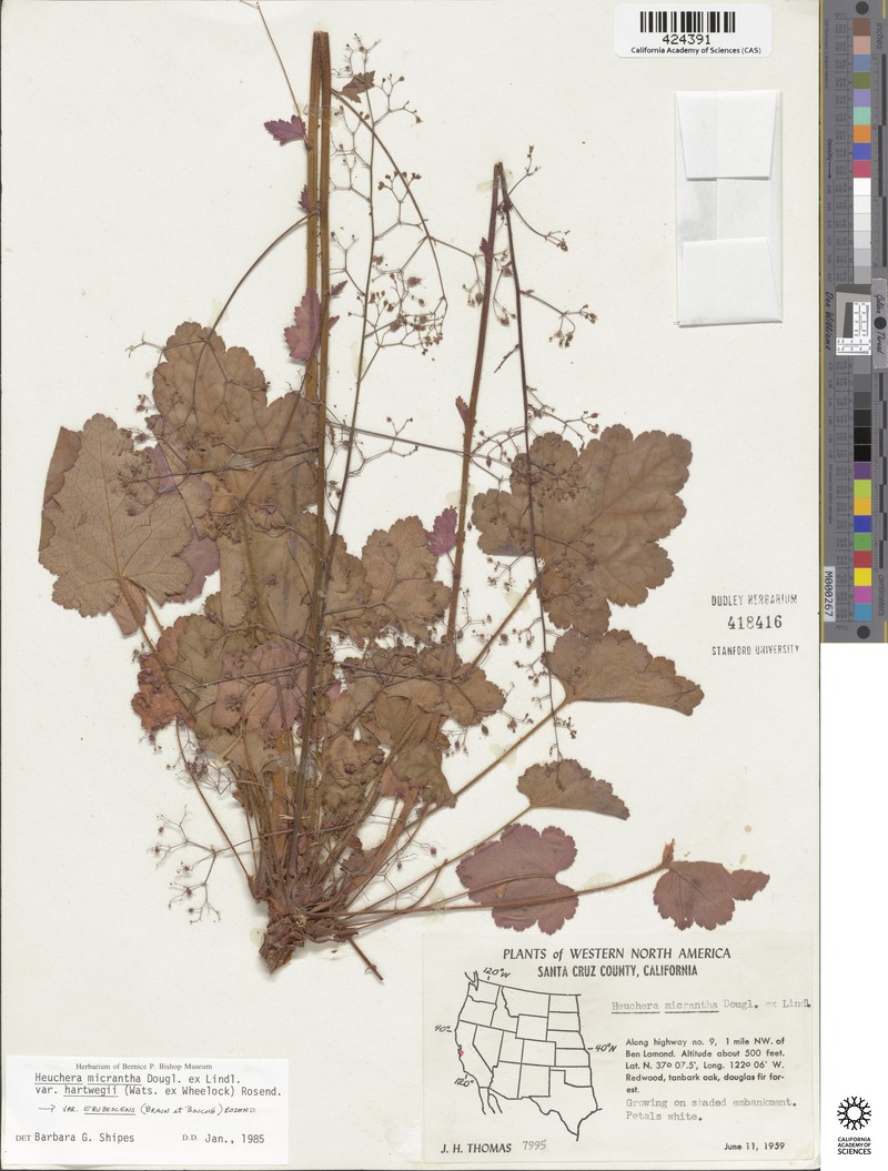 Heuchera micrantha var. hartwegii photo 4