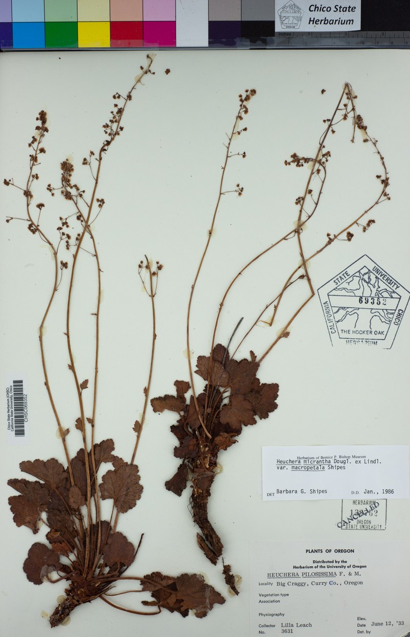 Heuchera micrantha var. macropetala photo 2