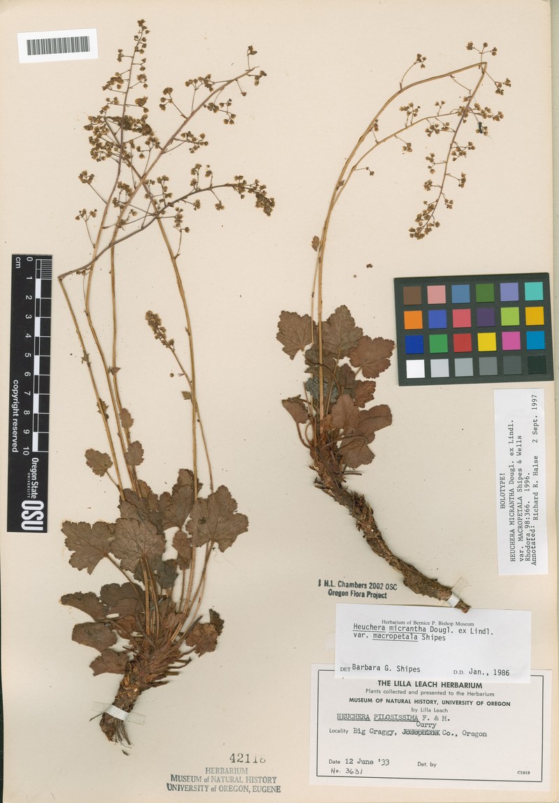 Heuchera micrantha var. macropetala