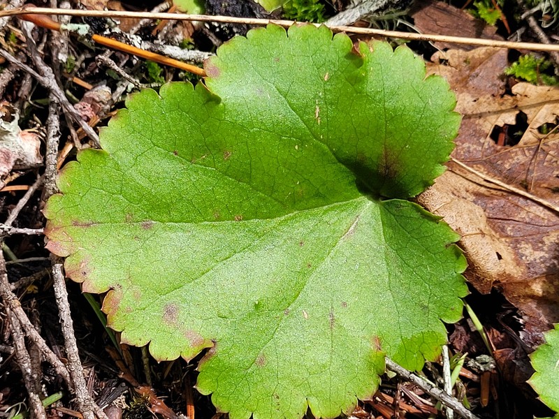 Heuchera micrantha var. micrantha