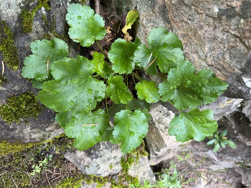 Heuchera micrantha var. micrantha photo 2