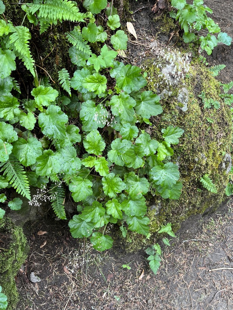 Heuchera micrantha var. micrantha photo 3